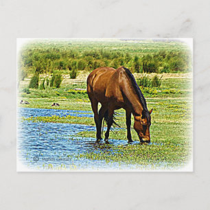 Bay Horse Postkarte