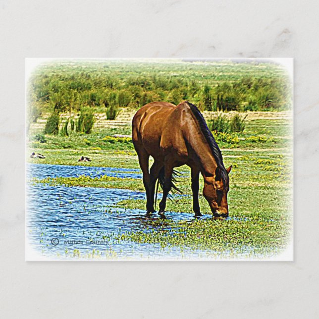 Bay Horse Postkarte (Vorderseite)
