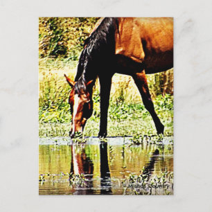 Bay Horse "Reflections" Postkarte