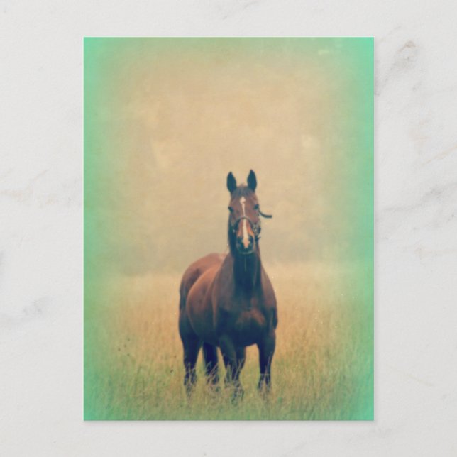Bay Horse Stehend in einem Feld Postkarte (Vorderseite)