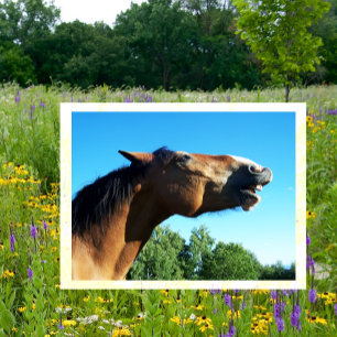 Bay Horse Whinnying in die Luft Postkarte