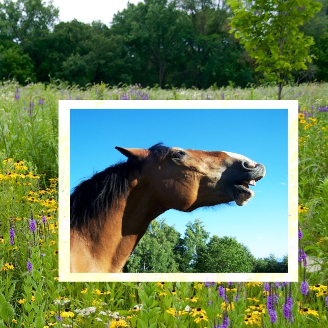 Bay Horse Whinnying in die Luft Postkarte (Von Creator hochgeladen)