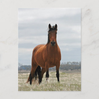 Bay Mare Postkarte