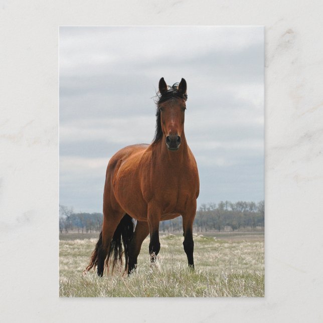 Bay Mare Postkarte (Vorderseite)