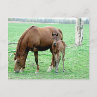 Bay Mare und ihr Colt Postkarte