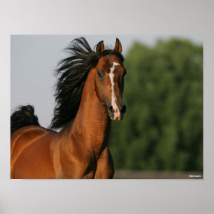 Bay Morgan Horse Headshot Mane Flows Poster