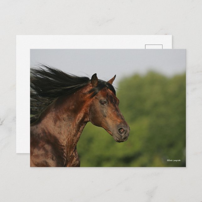 Bay Morgan Horse Headshot Mane Flows Postkarte (Vorne/Hinten)