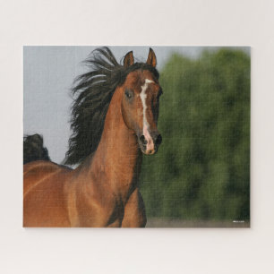 Bay Morgan Horse Headshot Mane Flows Puzzle