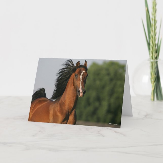 Bay Morgan Horse Headshot Mane Karte (Vorderseite)