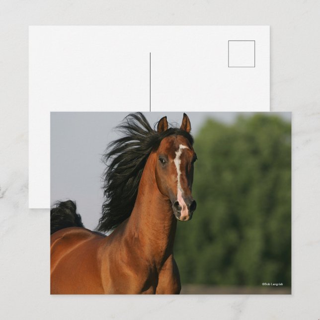 Bay Morgan Horse Headshot Mane Postkarte (Vorne/Hinten)