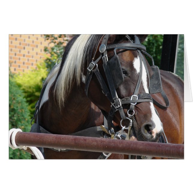 Bay Pinto Amish Buggy Horse (Vorderseite (Horizontal))
