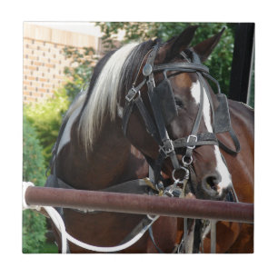 Bay Pinto Amish Buggy Horse Fliese