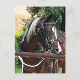 Bay Pinto Amish Buggy Horse Postkarte