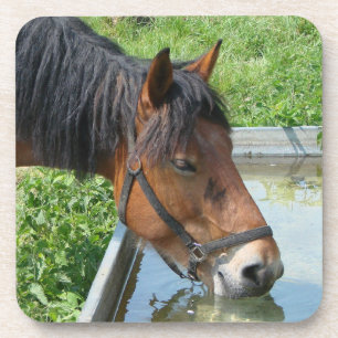 Bay Pony Drink aus dem Wasser Trough Getränkeuntersetzer