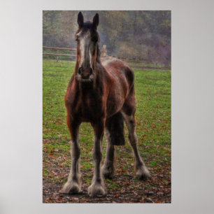 Bay Shire Draft Horse England, UK Poster