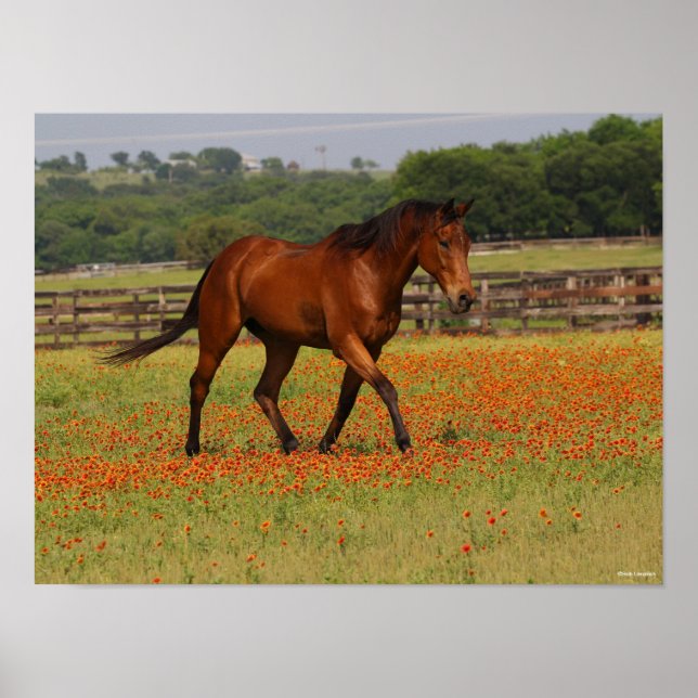 Bay Thoroughbred Horn Walking Blume Poster (Vorne)