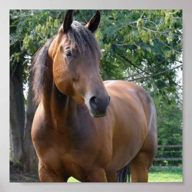 Bay Thoroughbred Horst Poster Print (Vorne)