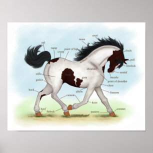 Bay Tobiano Pinto Pferde Reittiere Anatomie Poster