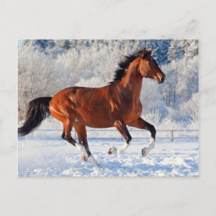 Bay Trakehner Stallion Postkarte