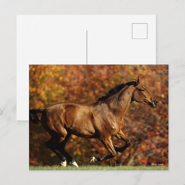 Bay Warmblut im Herbst Hintergrund Postkarte (Vorne/Hinten)