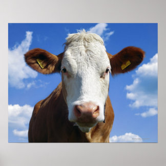 Bayerische Kuh gegen blauen Himmel Poster