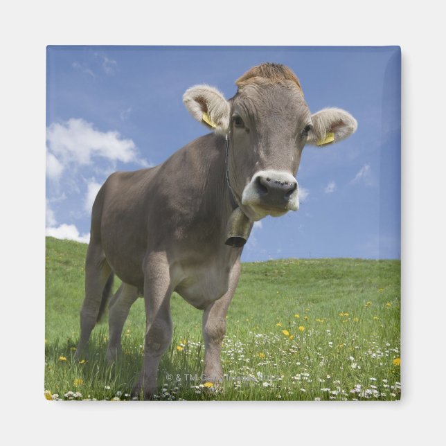 Bayerische Kuh Magnet (Vorne)