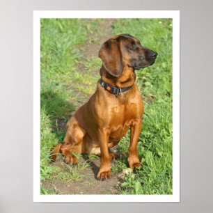 Bayerischer Hund sitzt im Gras Poster