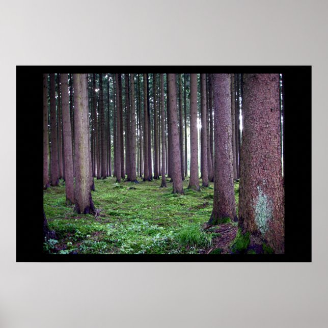 Bayerischer Wald Poster (Vorne)