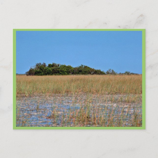 Bayhead in Sawgrass Postkarte (Vorderseite)