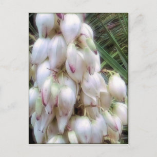 Bayonet Yucca Blume Postkarte