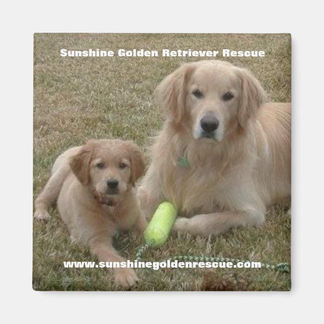 Bayou Magnet - Sunshine Golden Retriever Rescue.. (Vorne)