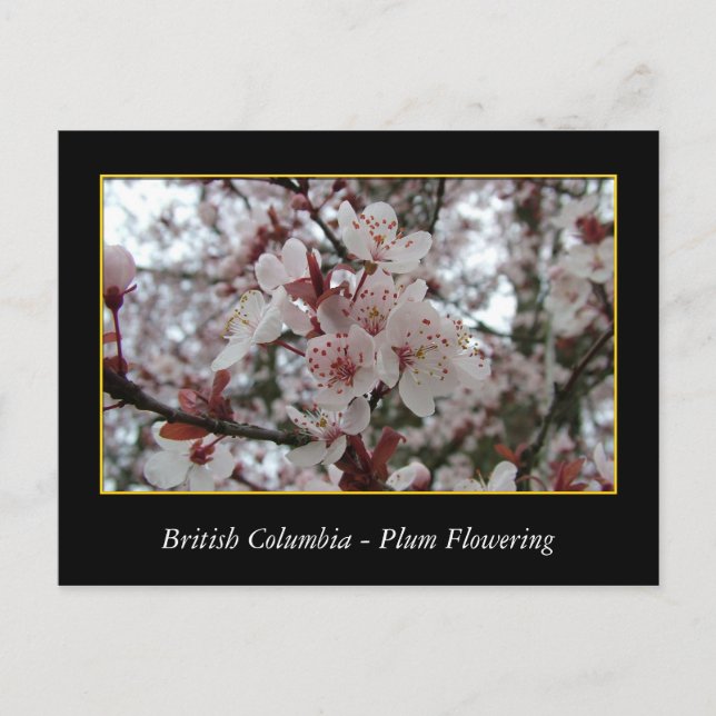 BC, Frühlingspflaume Postkarte (Vorderseite)