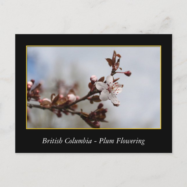 BC, Frühlingspflaume Postkarte (Vorderseite)