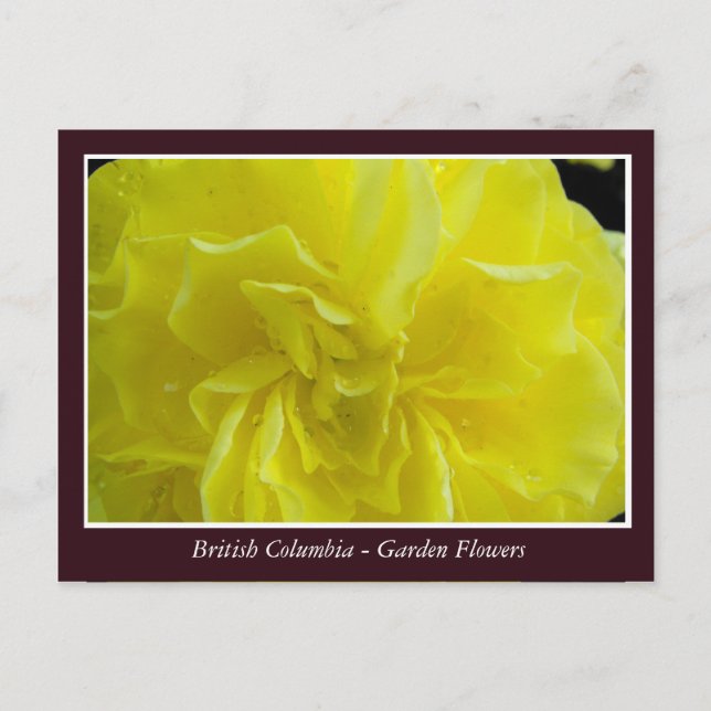 BC Gartenbau-Blume Postkarte (Vorderseite)