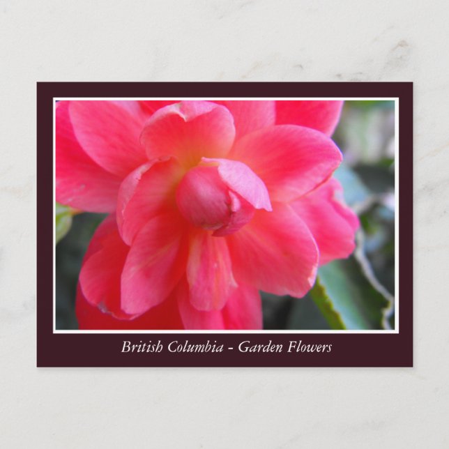 BC Gartenbau-Blume Postkarte (Vorderseite)