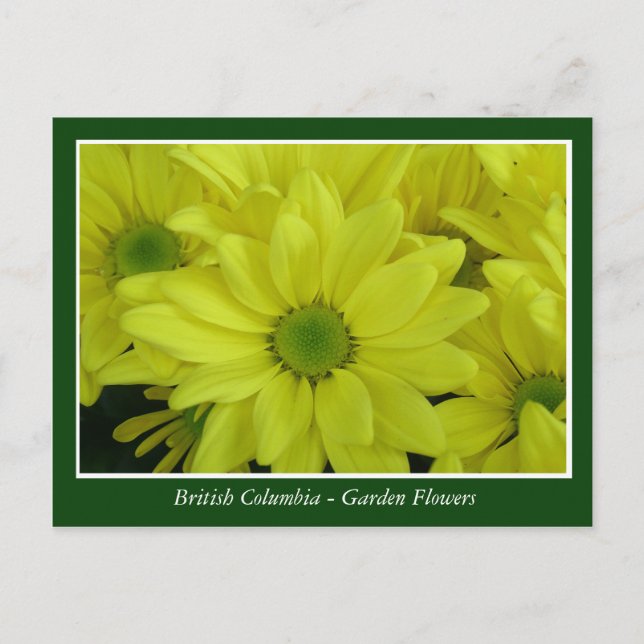 BC Gartenbau-Blume Postkarte (Vorderseite)