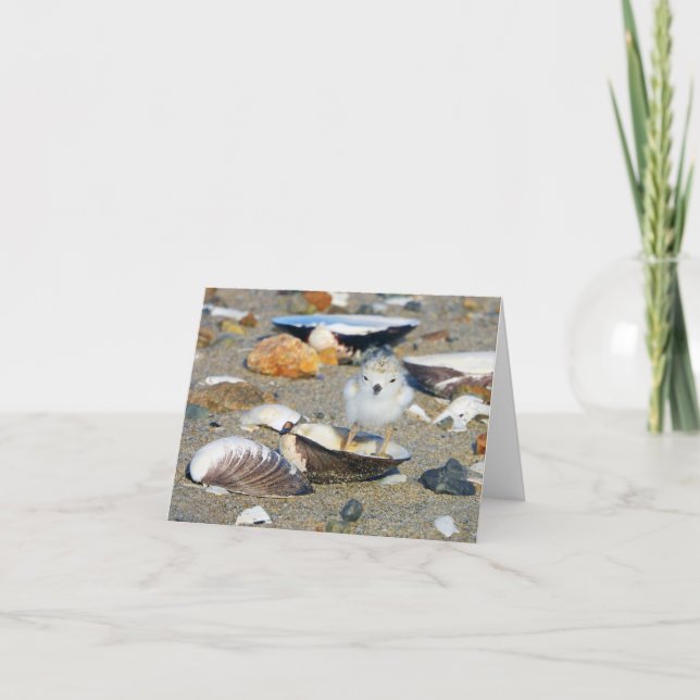 Beach Baby Pilover Chick Seashells Note Card (Vorderseite)