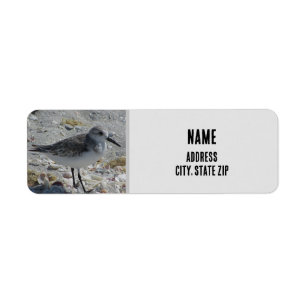 Beach Bird Nature Foto Graues Küstentier