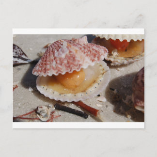 Beach Clam Postkarte