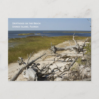 Beach Driftwood Postcard Postkarte