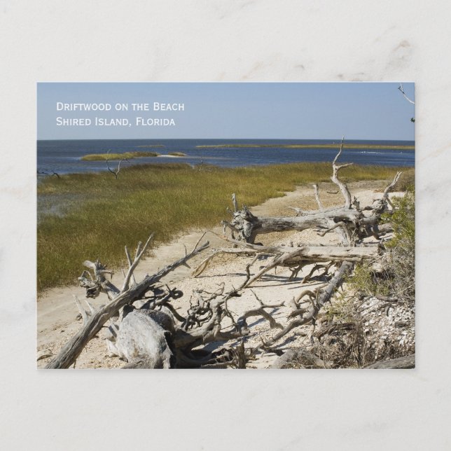 Beach Driftwood Postcard Postkarte (Vorderseite)