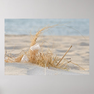 Beach Grass mit Feder Poster