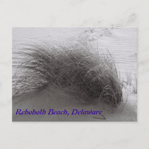 Beach Grass RehoBeide Postkarte
