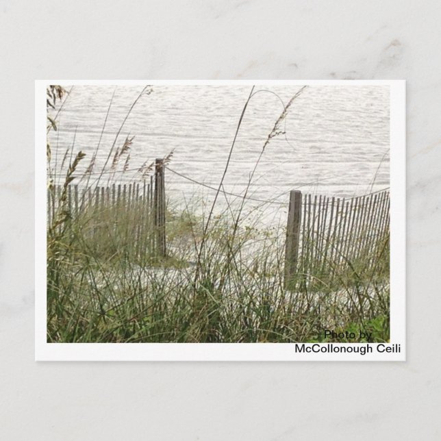 Beach Grass und Zaun Postkarte (Vorderseite)