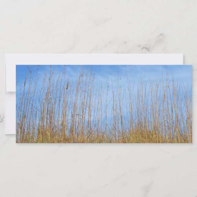 Beach Grass von Shirley Taylor (Vorderseite)