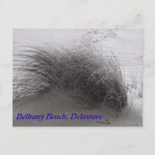 Beach Grasss Bethany Postcard Postkarte
