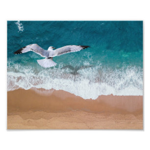 Beach Gull Foto Print