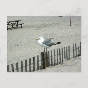 Beach Gull Postkarte