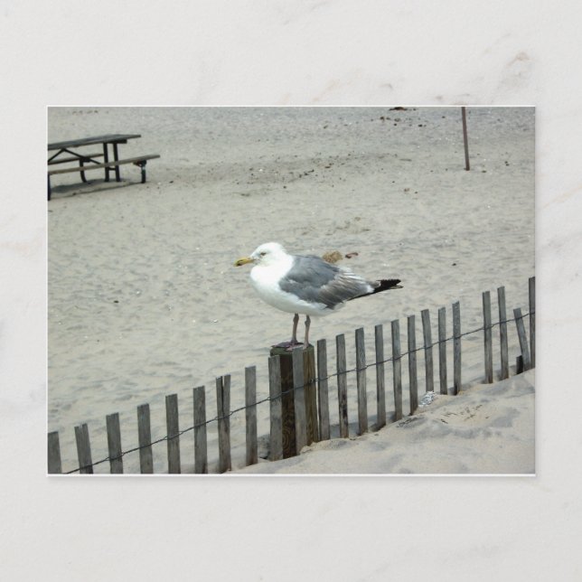 Beach Gull Postkarte (Vorderseite)