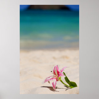 Beach Lily 24x36 Art Print Poster